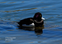 Vigg. /A Tufted duck.