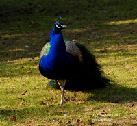 Påfågel./ A Peacock.